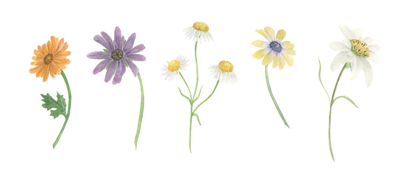 Watercolor painting set of botanical meadow flowers. Design element for wedding invitation, greeting card