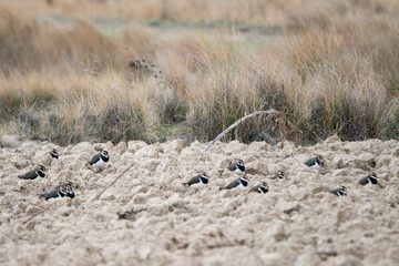 Vanellus vanellus - The European Lapwing is a species of Charadriiform bird in the Charadriidae...