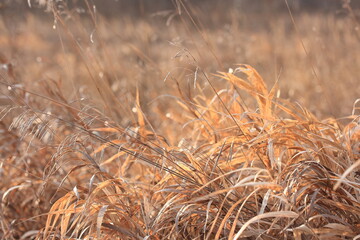 Fototapeta premium Background of a bush of brown grass
