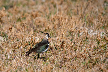 Vanellus vanellus - The European Lapwing is a species of Charadriiform bird in the Charadriidae...