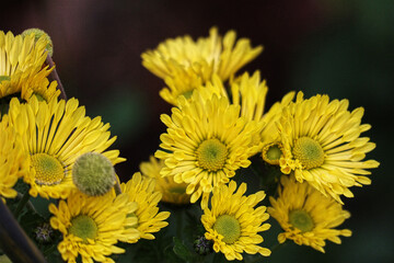 Herbstaster, Astern, Blüten, Blumen, Aster, Herbst, Garten, gelb
