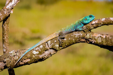 Eidechse auf einem Ast, Echse, Agame, Siedleragame