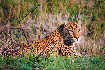 Leopard, Panthera Pardus,  Katzen,  Jaguar, Wildkatze, Panther, Muster, Fell, Leoparden