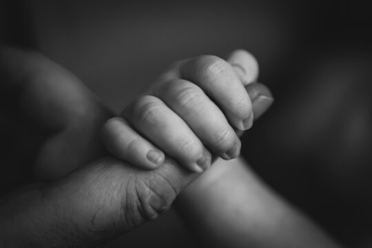 The hand and fingers of a newborn baby. Hand gripped around the parents finger. Cute family black and white photo. High quality photo