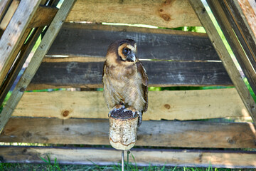 Grey Owl in the shadow on the sunny and hot summer day