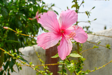 Hibiscus Schizopetalus Or Chinese Lantern Flower. Pink Chaina Rose With Branches At Garden.