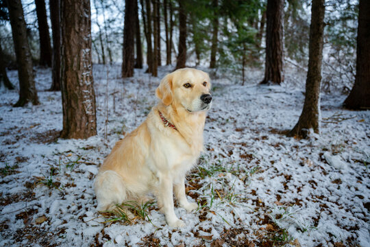 Golden Retriever, Winter, Hundebilder, Schnee, Haustier, Hund, Gassi