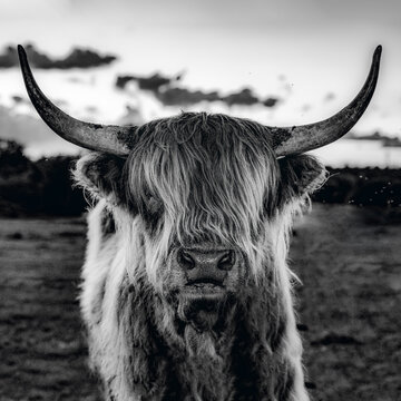 Highland Rind, Hochland Rind, Rind, Kuh, schottisches Hochlandrind, Hochlandrind, Highland Cattle