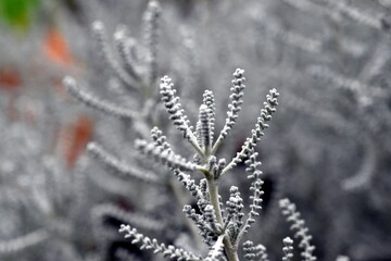 Heiligenkraut im Herbst