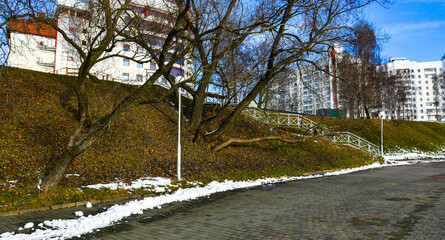 view on the big tree in winter