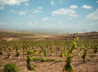 Fototapeta na wymiar Panoramic view of vineyards. Israel.