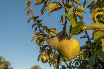 Close-up of a quince on the branch of a quince tree, Cydonia oblonga, at dawn in the interior of the island of Mallorca, Spain
