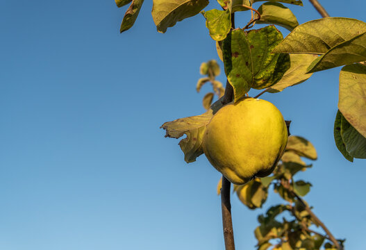 Close-up of a quince on the branch of a quince tree, Cydonia oblonga, at dawn in the interior of the island of Mallorca, Spain