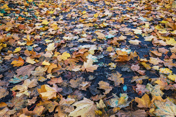 golden leaves on the ground in autumn.