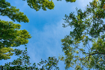 View up through into the blue sky framed by green tree tops. 