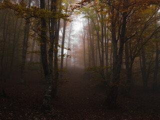 Fog in dark forest at autumn. Beautiful landscape of nature. High quality photo