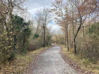 De camino al bosque 