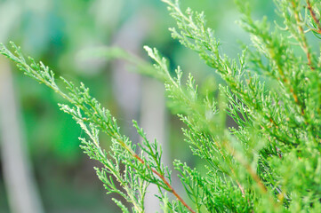 Juniperus chinensis, Chinese juniper or CUPRESSACEAE