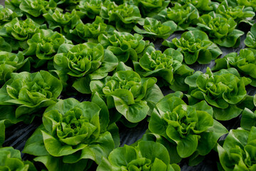 Fresh organic lettuce green salad seedlings in a greenhouse