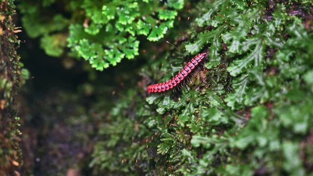 Small non poisonous centipede reptile crawling on rock in garden