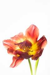 Red delicate tulip on a white background. Vertical photo and copy space.