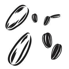 Sunflower seed isolated on white background. Hand drawn sketch. Vector illustration.