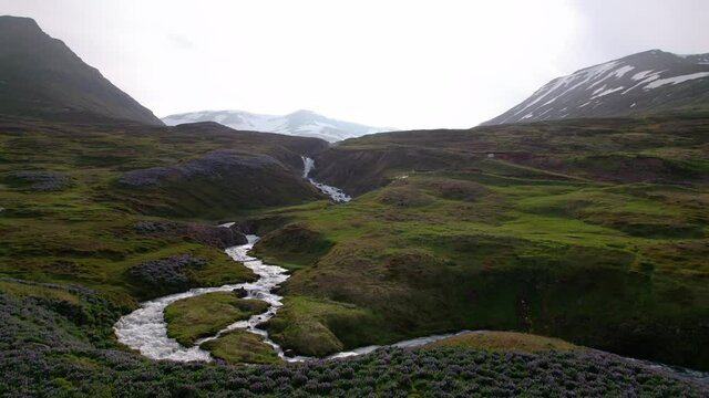 Low aerial shot over lush hillside with stream and snow covered mountains. Green grass and beautiful Icelandic purple flowers.