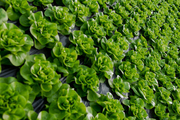 Fresh organic lettuce green salad seedlings in a greenhouse