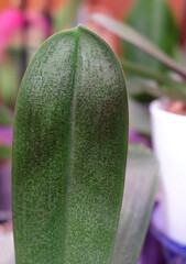 Phalaenopsis orchid leaf with specks, macro photo, selective focus, blurred background, vertical orientation.