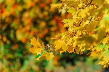 Colorful autumn leaves of maple tree with shallow focus. Fall blurred background.. Free space for text, holidays motive. Fall and Autumn Season Concept