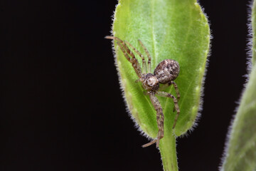 Sidewalking spiders (Thomisidae) spend most of their time on flowers, waiting for prey. 
The first two pairs of legs are noticeably longer than the legs of the third and fourth pairs.
