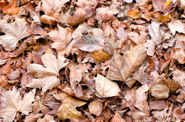 Background drawing of fallen autumn leaves of trees.