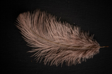 pink feather on a black background. concept: lightness, tenderness, airiness