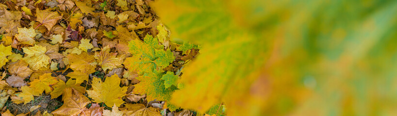 Colorful autumn leaves of maple tree with shallow focus. Fall blurred background.. Free space for text, holidays motive. Fall and Autumn Season Concept