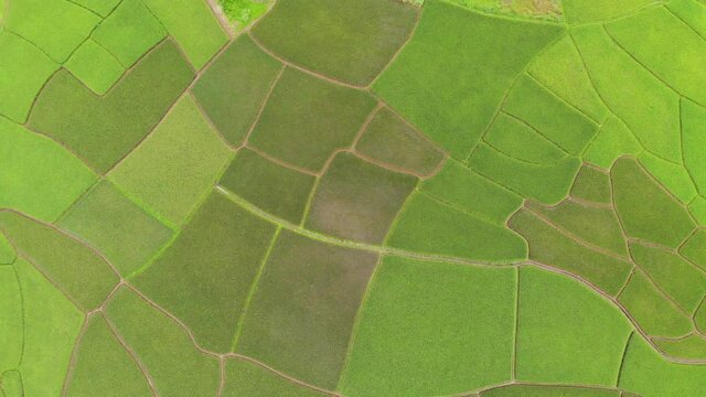 Green rice fields in the valley during the planting season.The beauty of nature from the pattern of terraced rice fields at the end of the rainy season before harvest time