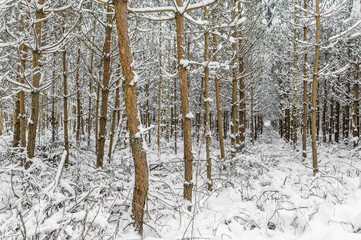 Fototapeta premium The image of small fur-trees with a lot of snow on the branches standing in snow drifts in the forest among tall pines.Winter landscape of the purest nature