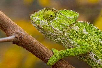 Naklejka na ściany i meble A closeup of the common chameleon or Mediterranean chameleon, Chamaeleo chamaeleon