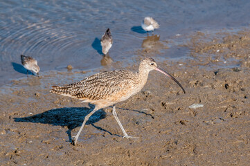 Long-billed Curlew (Numenius americanus) in Coal Oil Point Reserve, California, USA