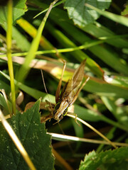 Brown bush cricket macro garden