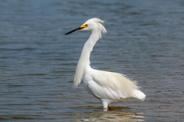 Snowy Egret (Egretta thula) in Malibu lagoon, California, USA