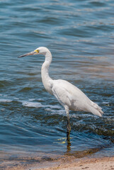 Snowy Egret (Egretta thula) in Malibu lagoon, California, USA