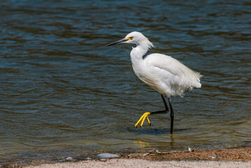 Snowy Egret (Egretta thula) in Malibu lagoon, California, USA