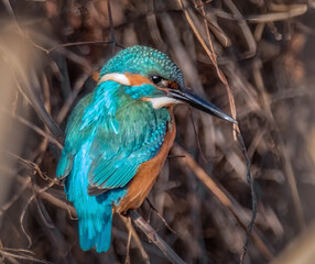 Eisvogel am Flussufer