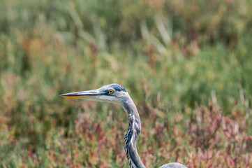 Great Blue Heron (Ardea herodias) in Bolsa Chica Ecological Reserve, California, USA