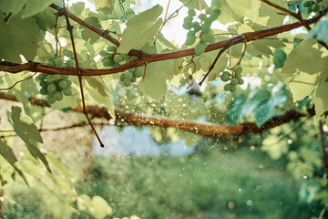 green leaves garden nature sun summer fresh air