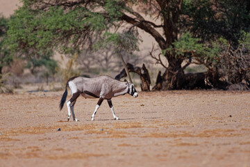 Obraz na płótnie Canvas Oryx im Namib Naukluft Nationalpark