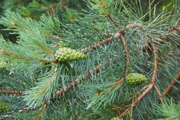 Abstract natural seasonal green background with young green pine cones of Pine or Pinus Sylvestris with blurred raindrops on branches conifer Pine Tree growing in evergreen coniferous forest.