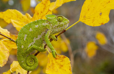 Common Chameleon on a branch in the shadow