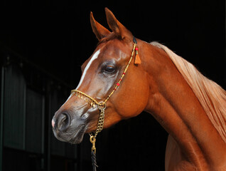 Purebred Arabian Horse, portrait of a bay mare with jewelry bridle in dark background