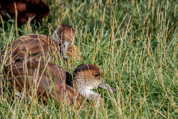 West Indian Whistling Ducks (Dendrocygna arborea) in park